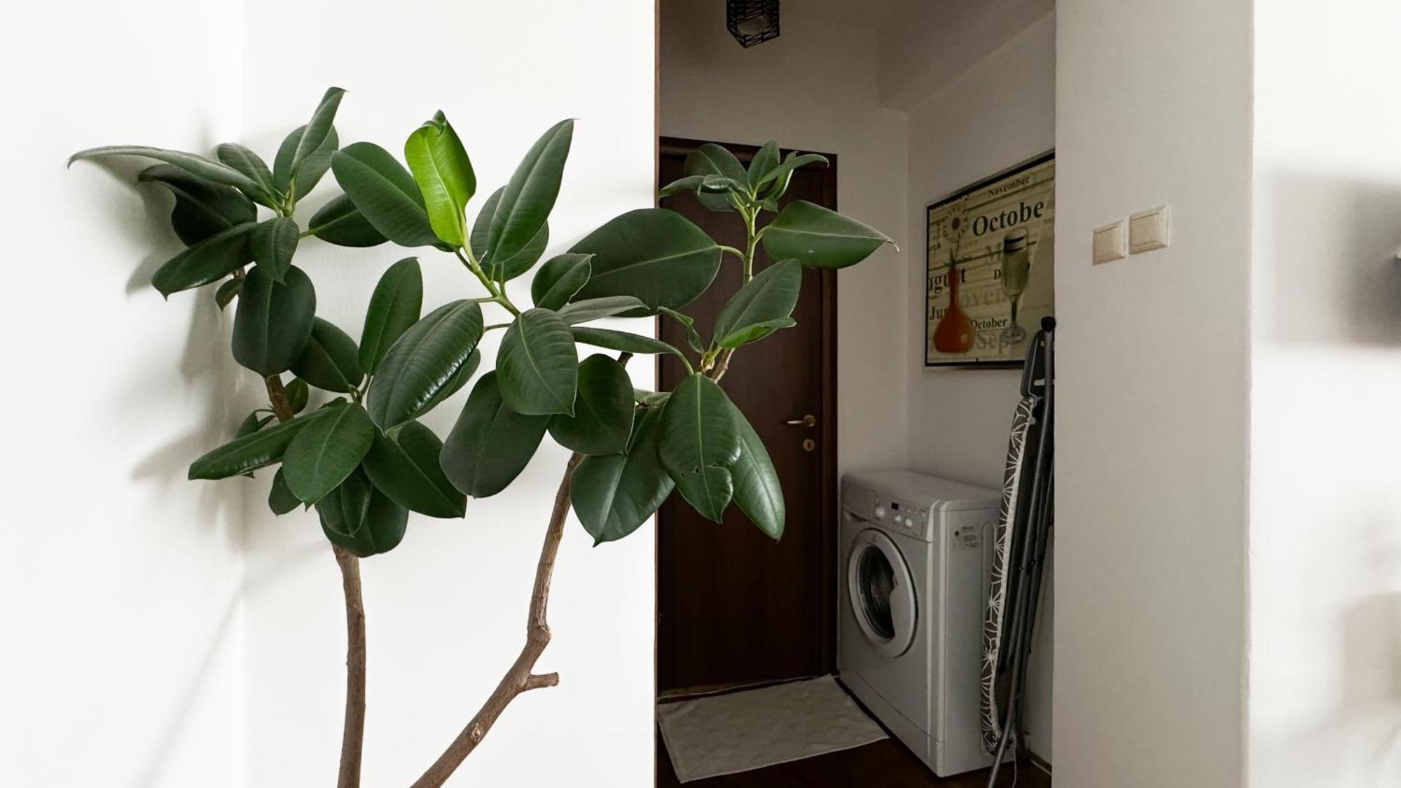 Victoria Avenue Apartments บูคาเรสต์ ภายนอก รูปภาพ
